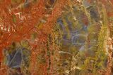 Colorful, Polished Petrified Wood (Araucarioxylon) - Arizona #371669-2